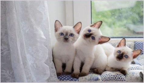 Unveiling The Enchanting World Of Jana Kramer's Son: Jace Joseph